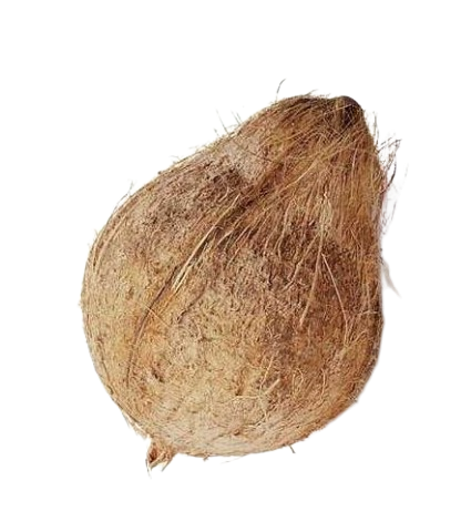 Fresh Puja Coconut with tail 1pc