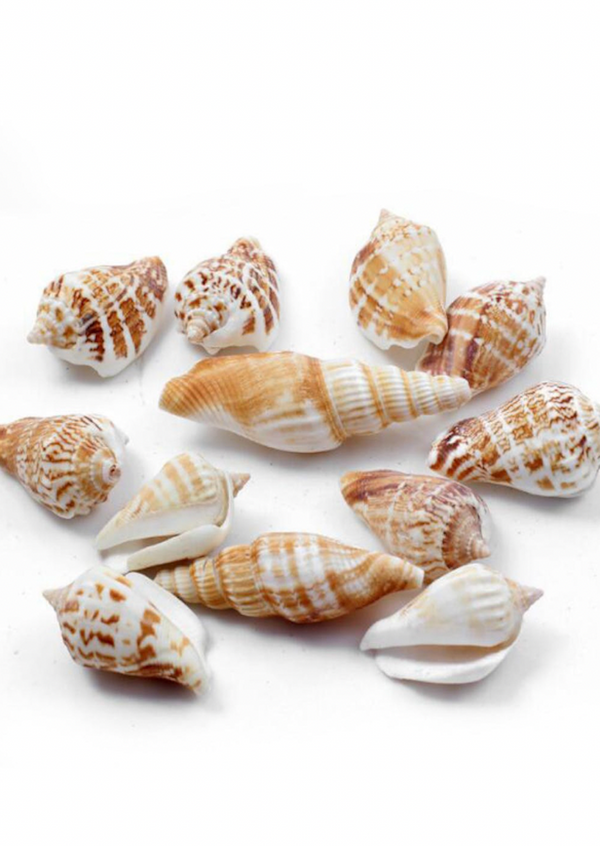 Shankha Shell Small