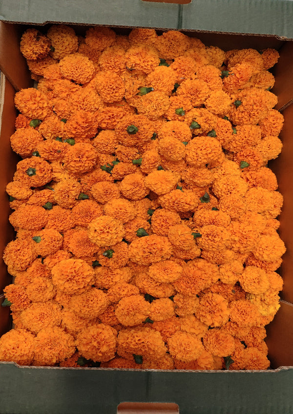 Fresh Marigold (Sayepatri) Flowers 100g